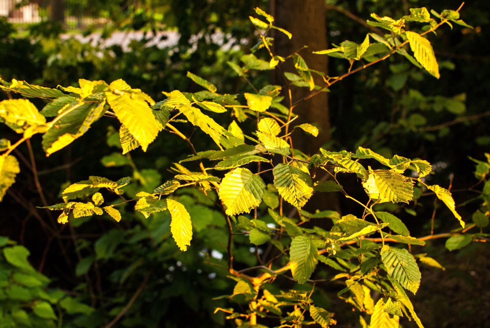 Nikon D60 sample photo. Foliage, autumn, evening photography