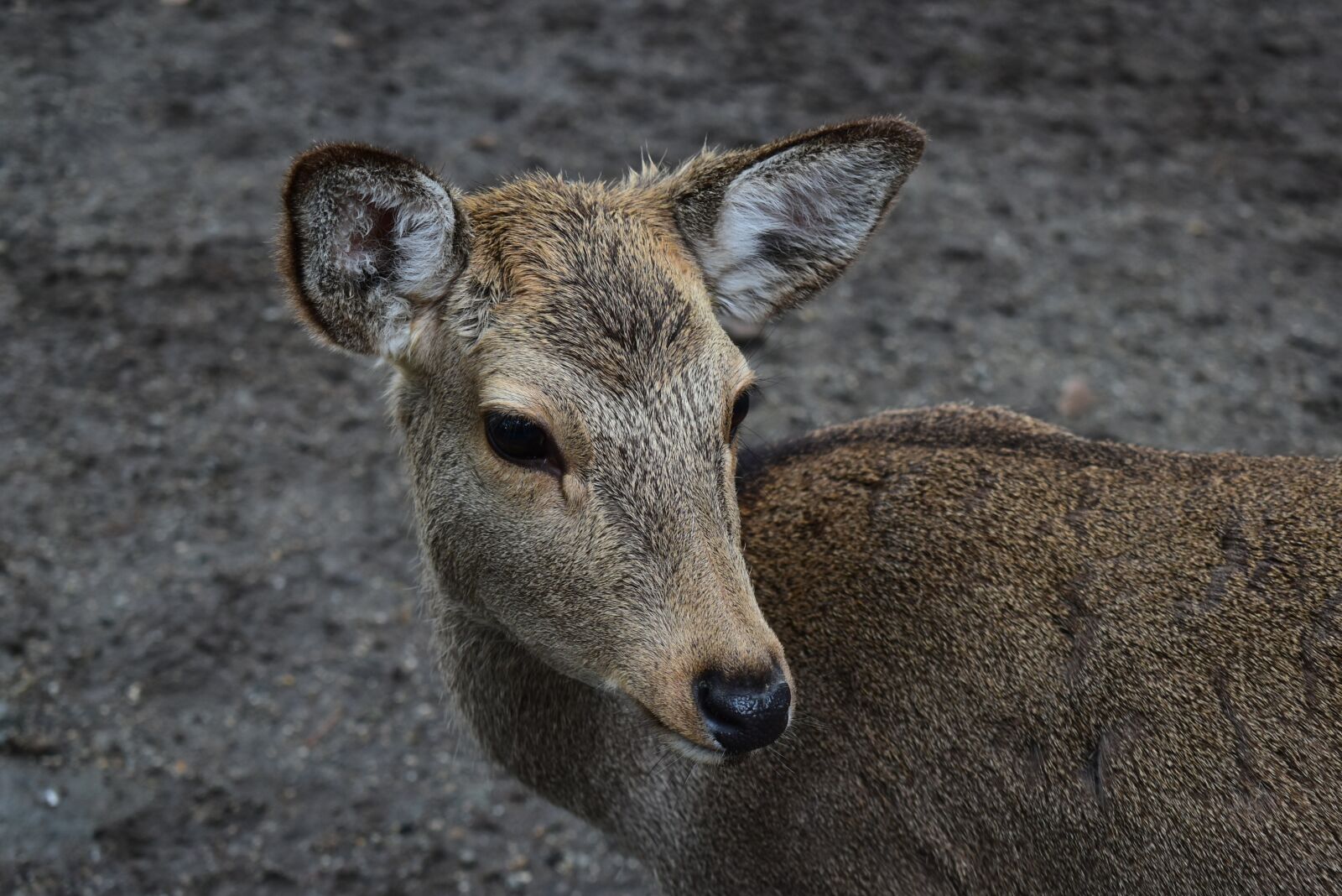 Nikon D5600 sample photo. Nara deer park, nara photography