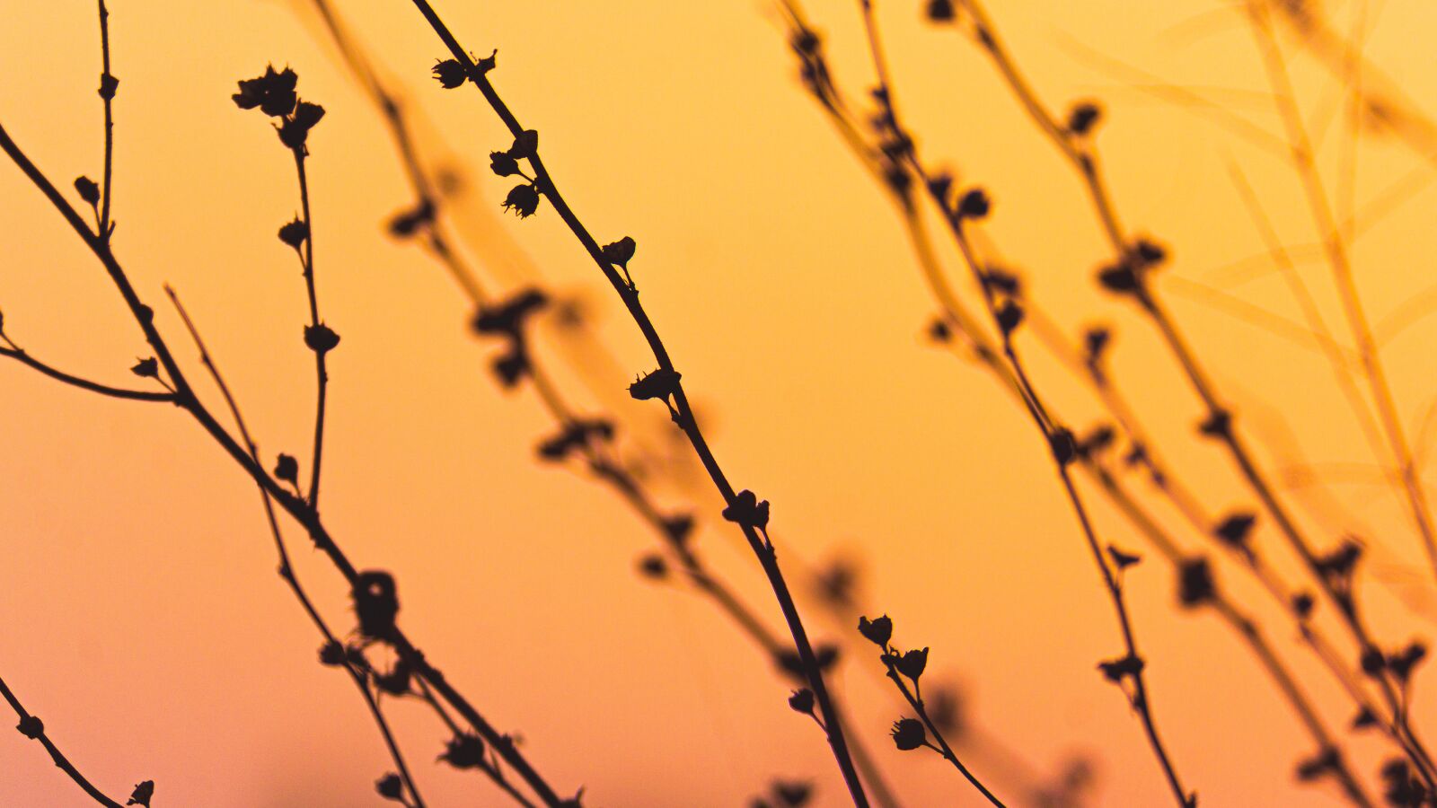 Sony E 55-210mm F4.5-6.3 OSS sample photo. Evening, sundawn, bush photography