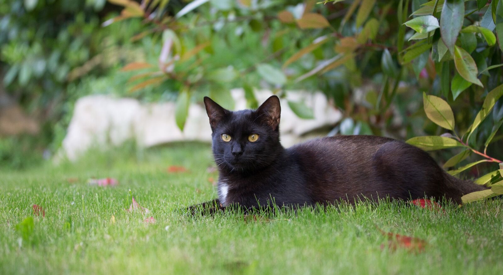 Canon EF-S 60mm F2.8 Macro USM sample photo. Black, kitten, cat photography
