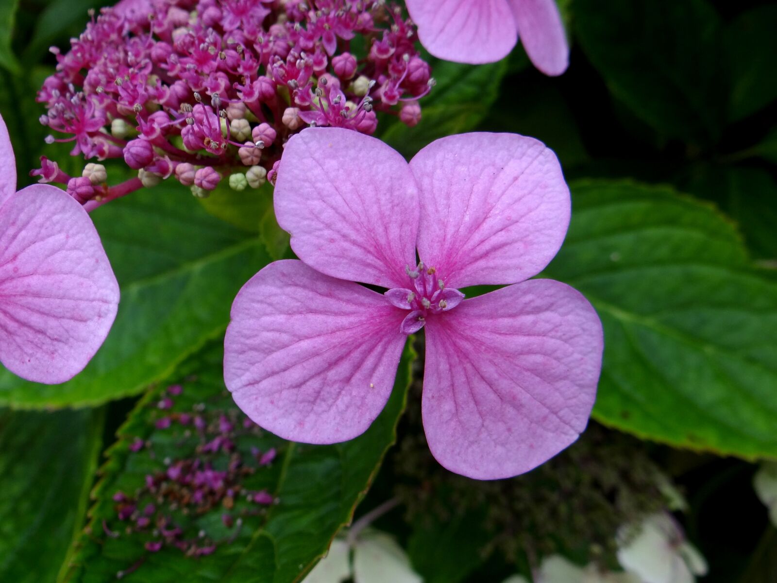 Sony Cyber-shot DSC-HX100V sample photo. Hydrangea, flower, pink photography