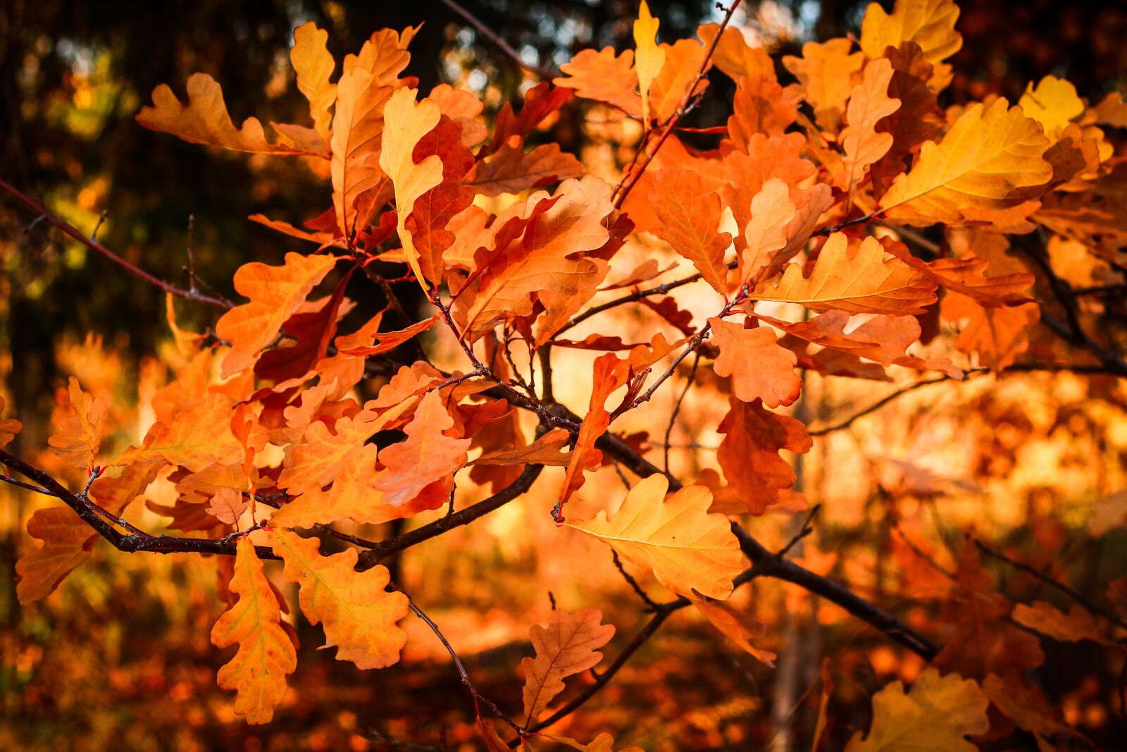 Canon EOS 750D (EOS Rebel T6i / EOS Kiss X8i) sample photo. Fall, leaves, autumn leaves photography