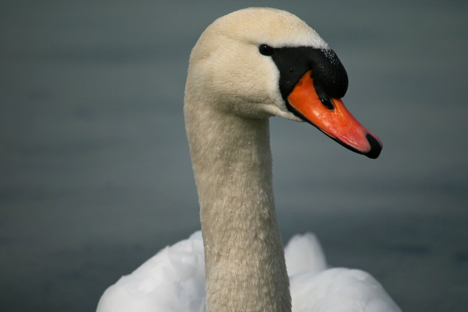 Canon EOS 400D (EOS Digital Rebel XTi / EOS Kiss Digital X) sample photo. Swan, mute swan, bird photography