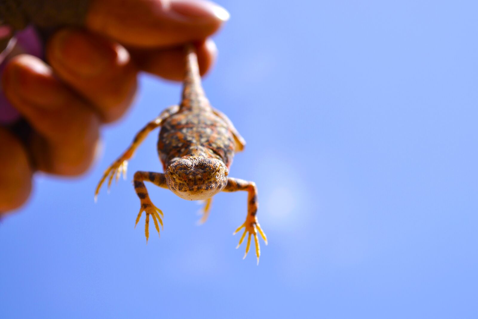 Nikon D3100 sample photo. Lizard, dunhuang, sanweishan photography