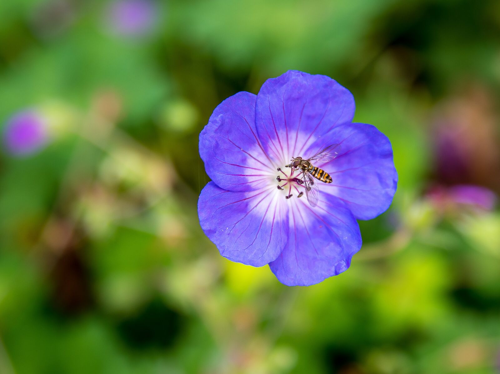 Nikon D750 sample photo. Flower, insect, close up photography