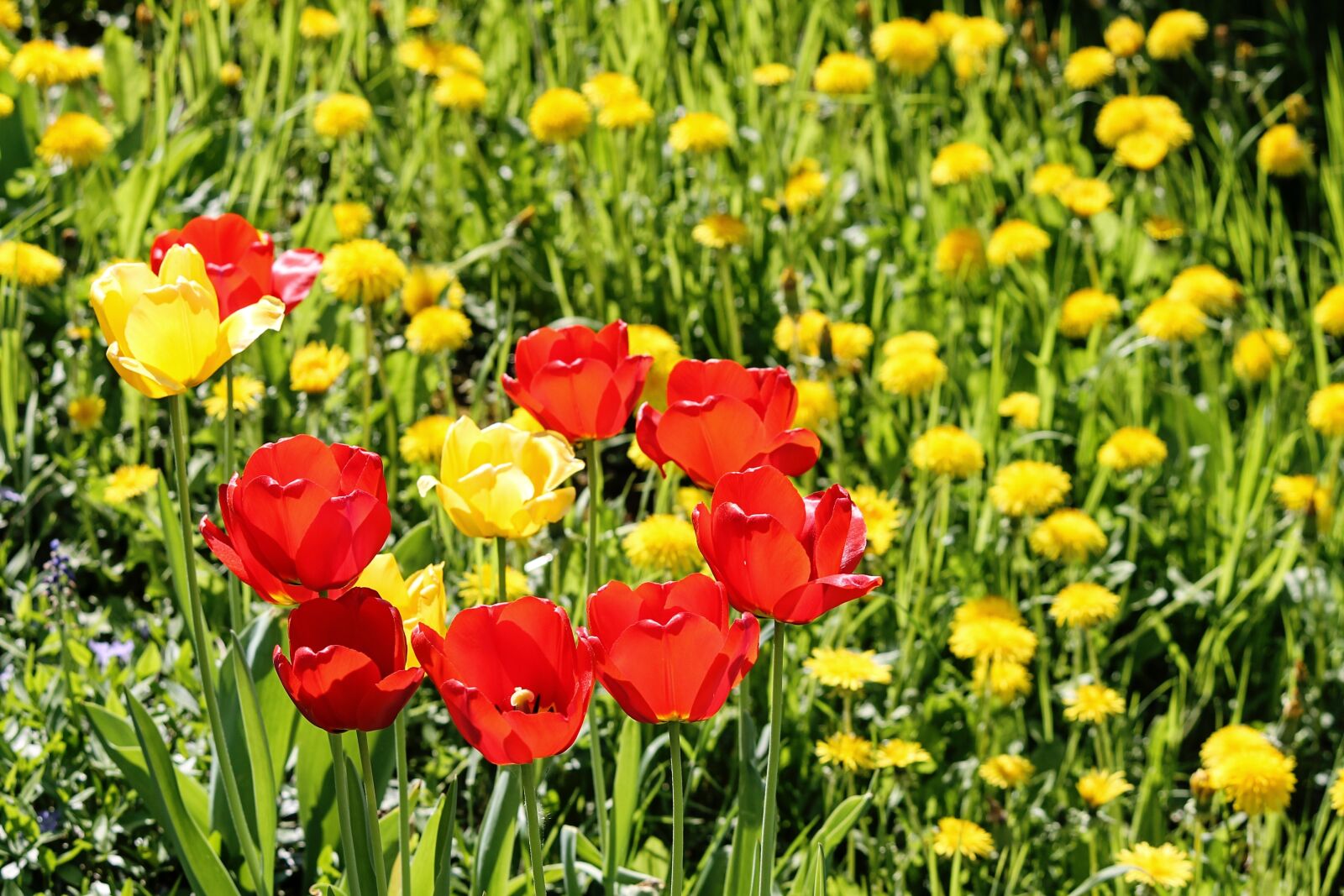 Canon EOS 1100D (EOS Rebel T3 / EOS Kiss X50) sample photo. Spring meadow, tulips, dandelion photography