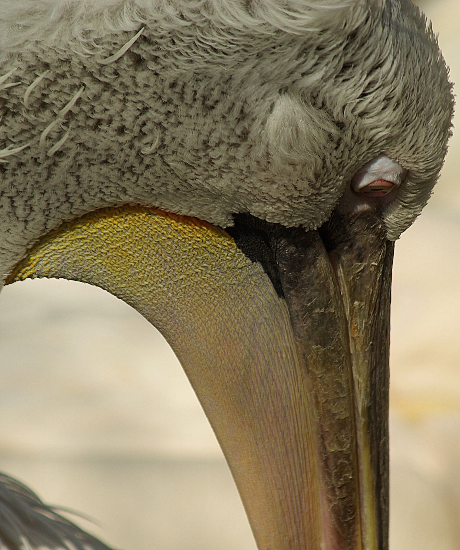 Pentax K10D sample photo. Pelican, head, beak photography