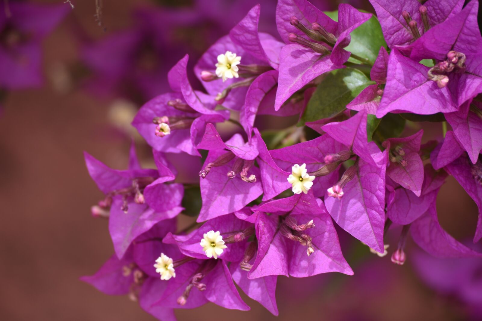 Nikon D5500 sample photo. Flower, tree, flora photography