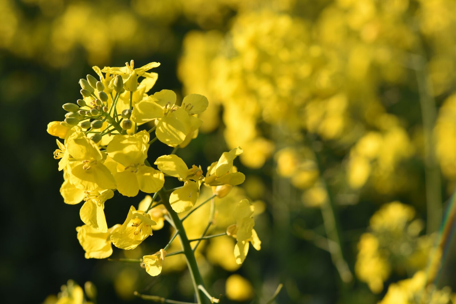 Nikon D5600 sample photo. Flower, flower of rapeseed photography