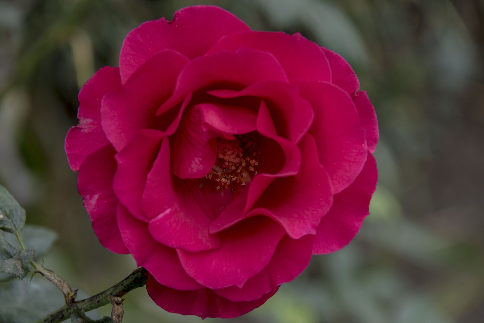 Canon EOS 750D (EOS Rebel T6i / EOS Kiss X8i) sample photo. Flower, nature, rose photography