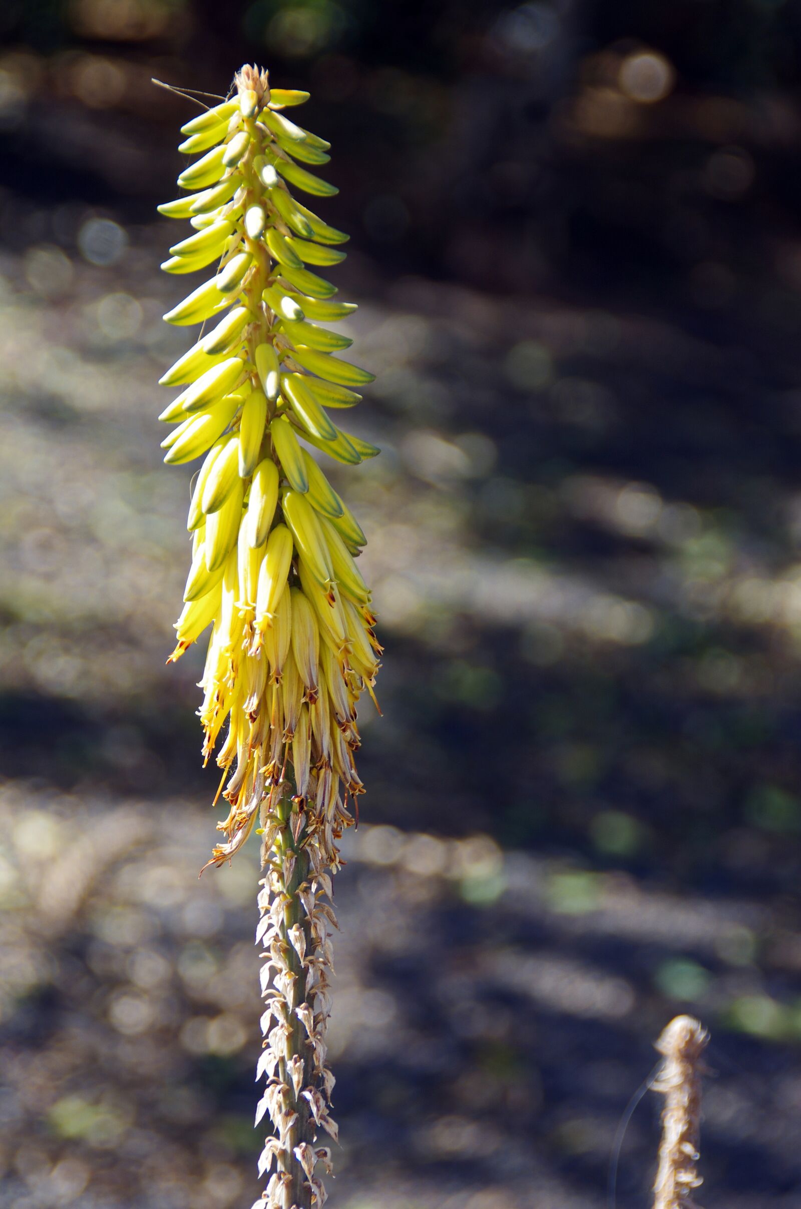 Pentax K-5 sample photo. Lanzarote, aloe, aloe vera photography