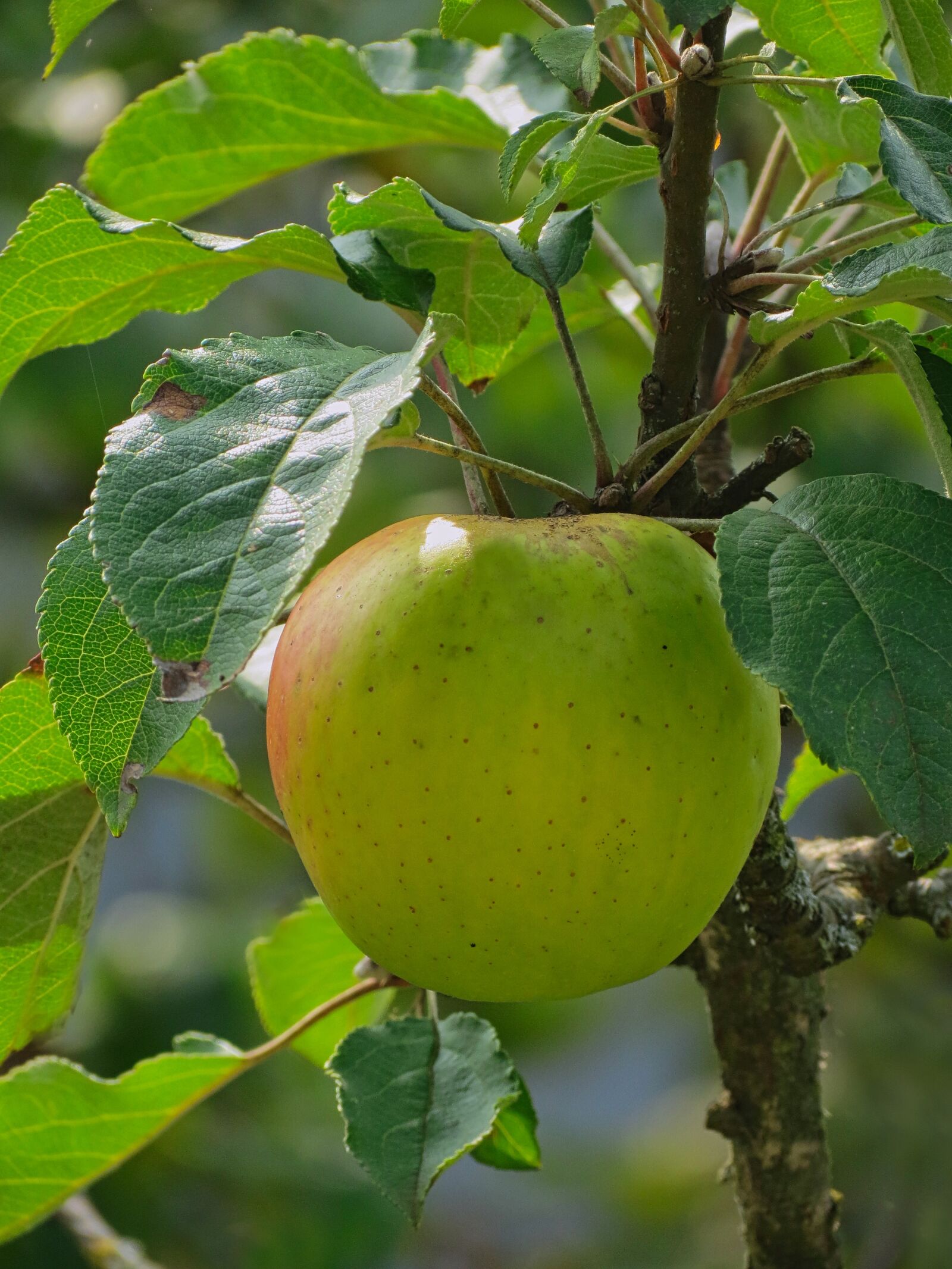 Canon PowerShot SX40 HS sample photo. Apple, yellow, vitamin photography