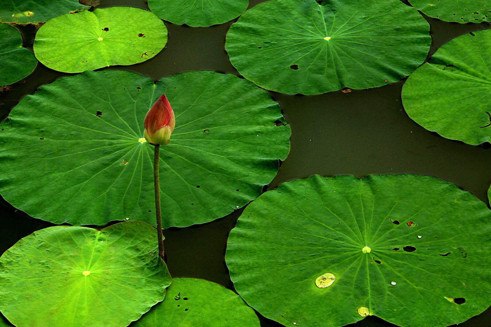 Canon EOS 80D sample photo. Lotus leaf, lotus flowers photography