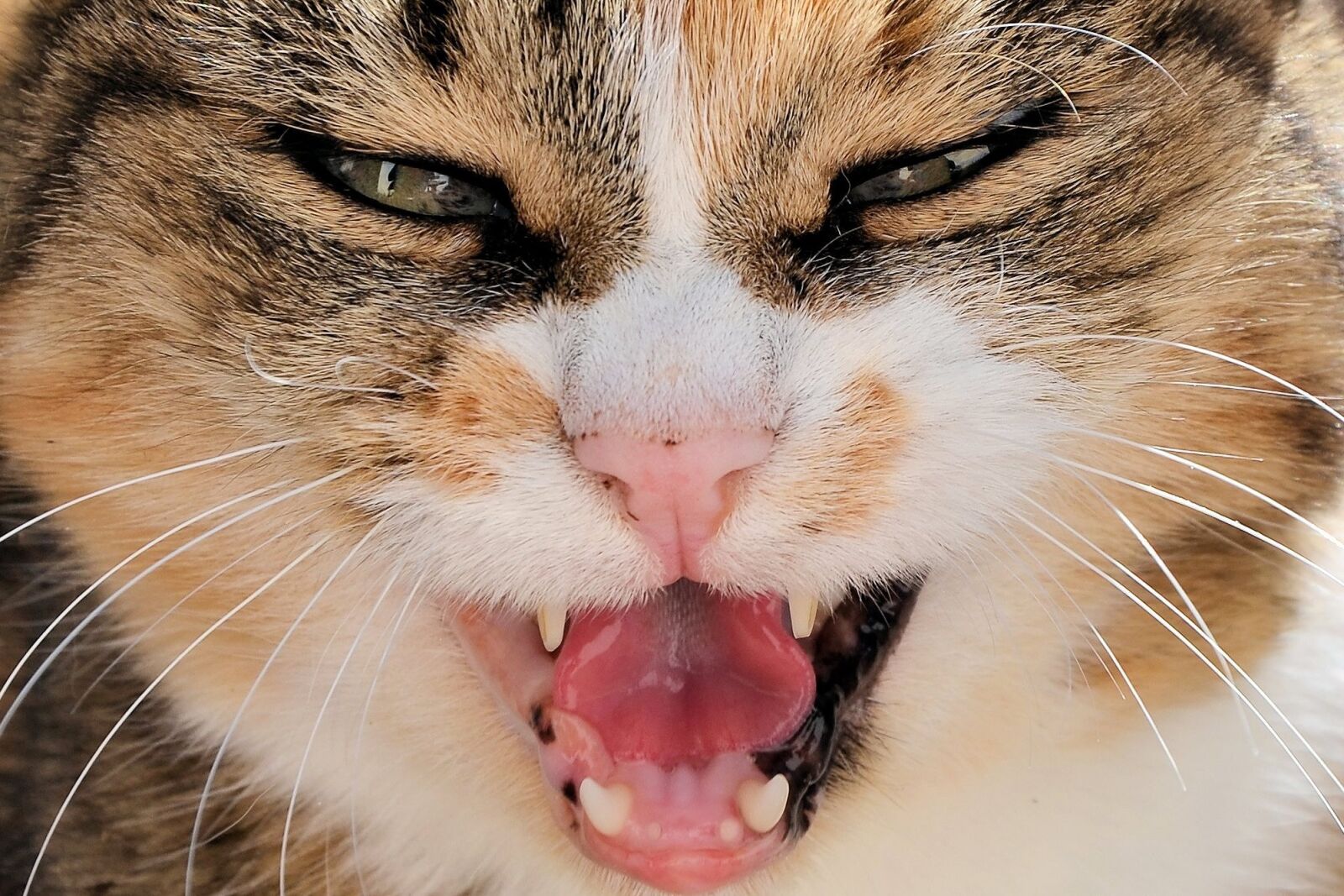 Nikon D7000 sample photo. Cat, animal, pet photography
