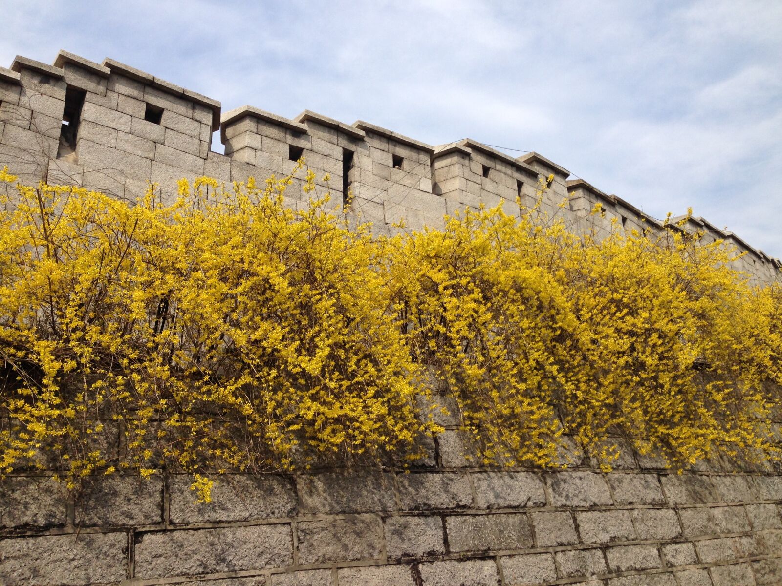 iPhone 5 back camera 4.12mm f/2.4 sample photo. Castle, forsythia, namsan photography