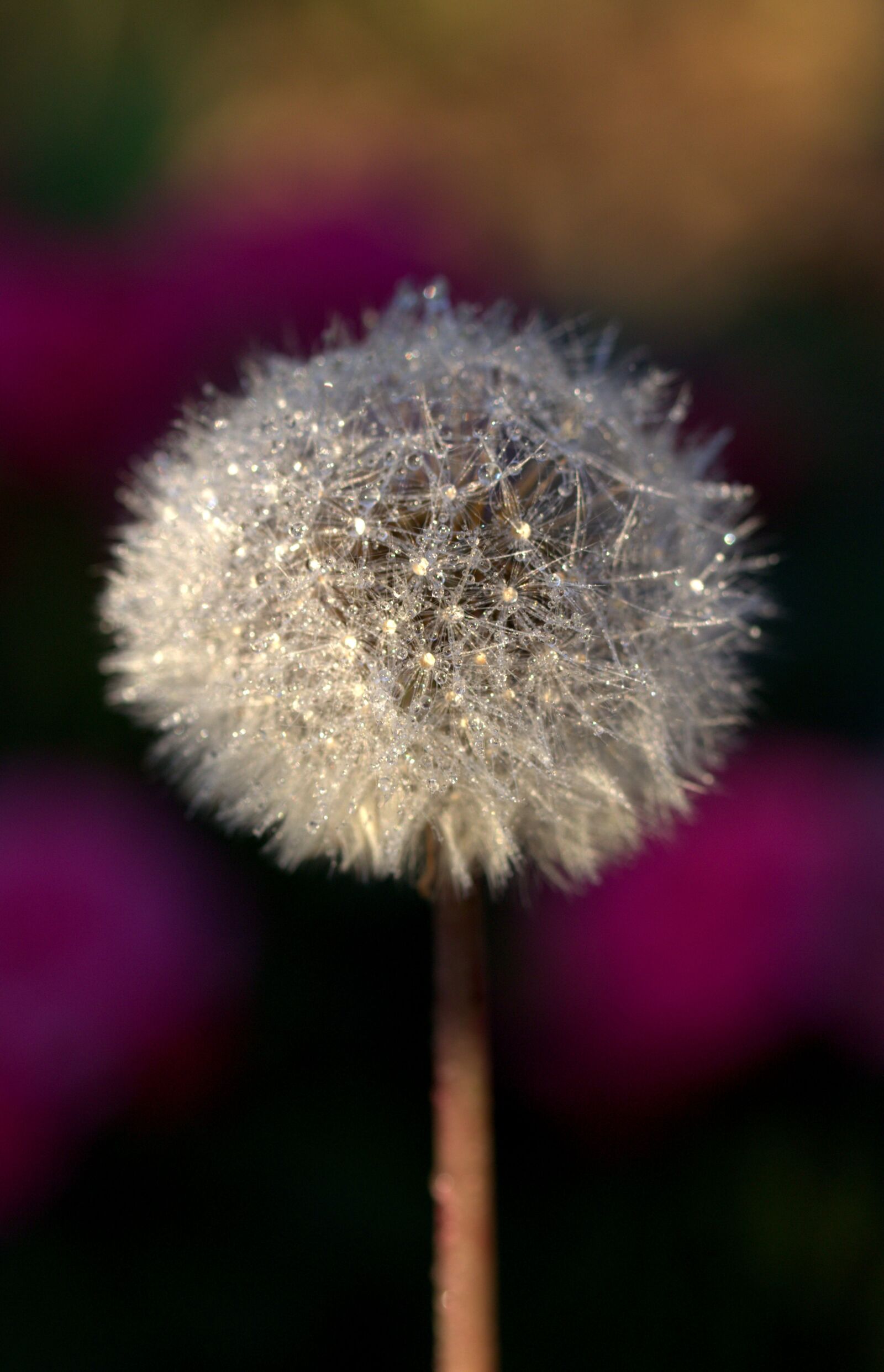 Canon EF-S 60mm F2.8 Macro USM sample photo. Dandelion, drops, plant photography