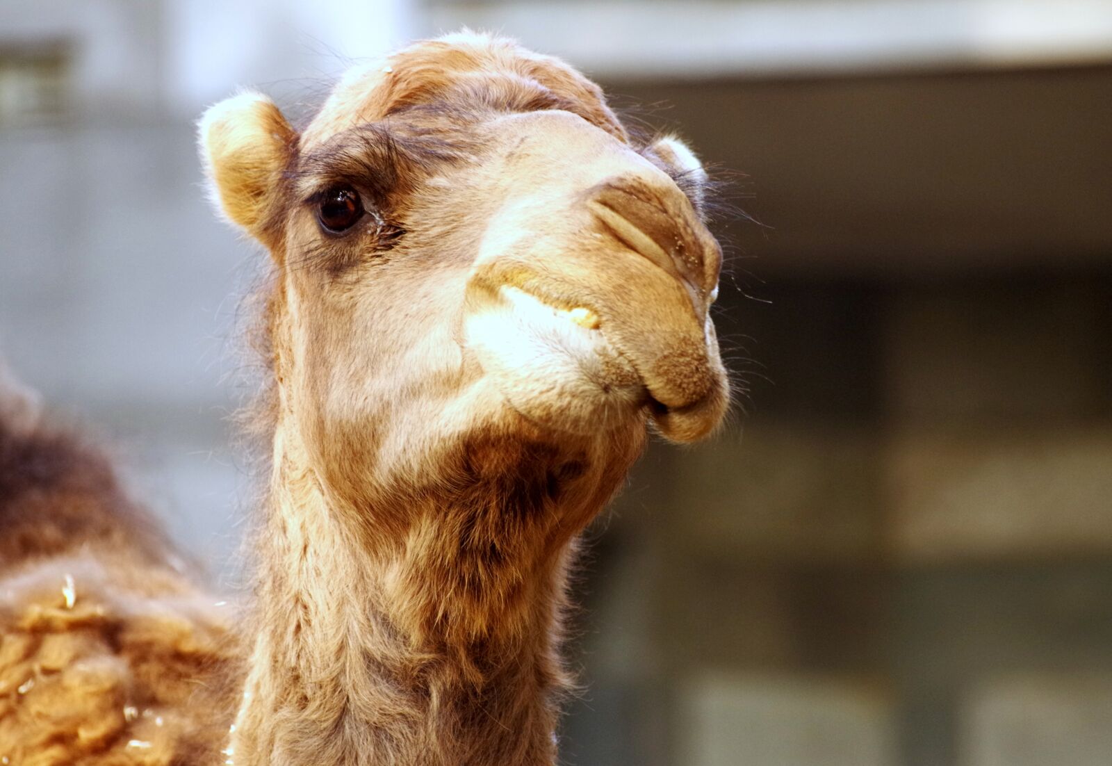 Pentax K-30 sample photo. Dromedary, zoo, camel photography