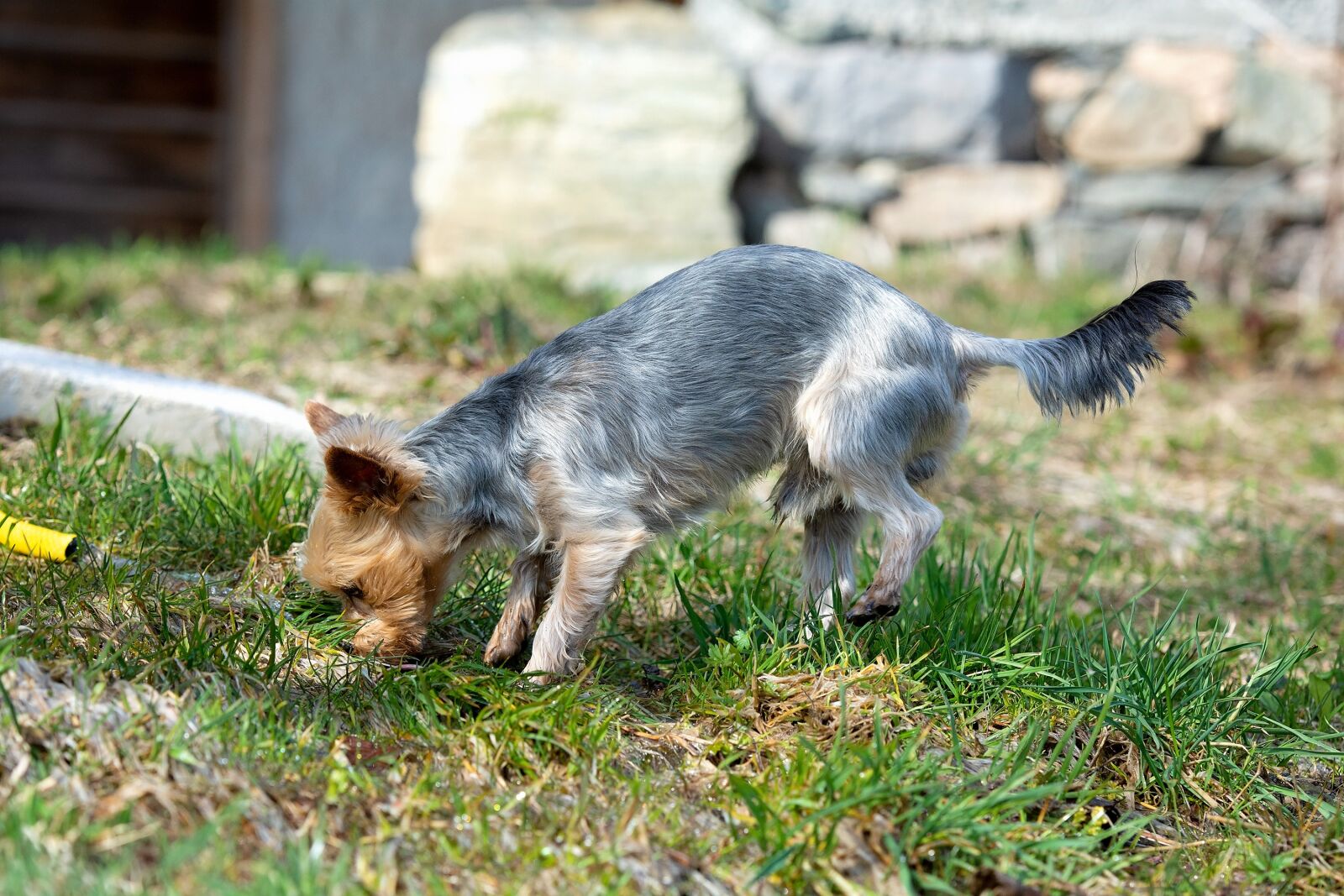 Nikon D7100 sample photo. Dog, yorki, terrier photography
