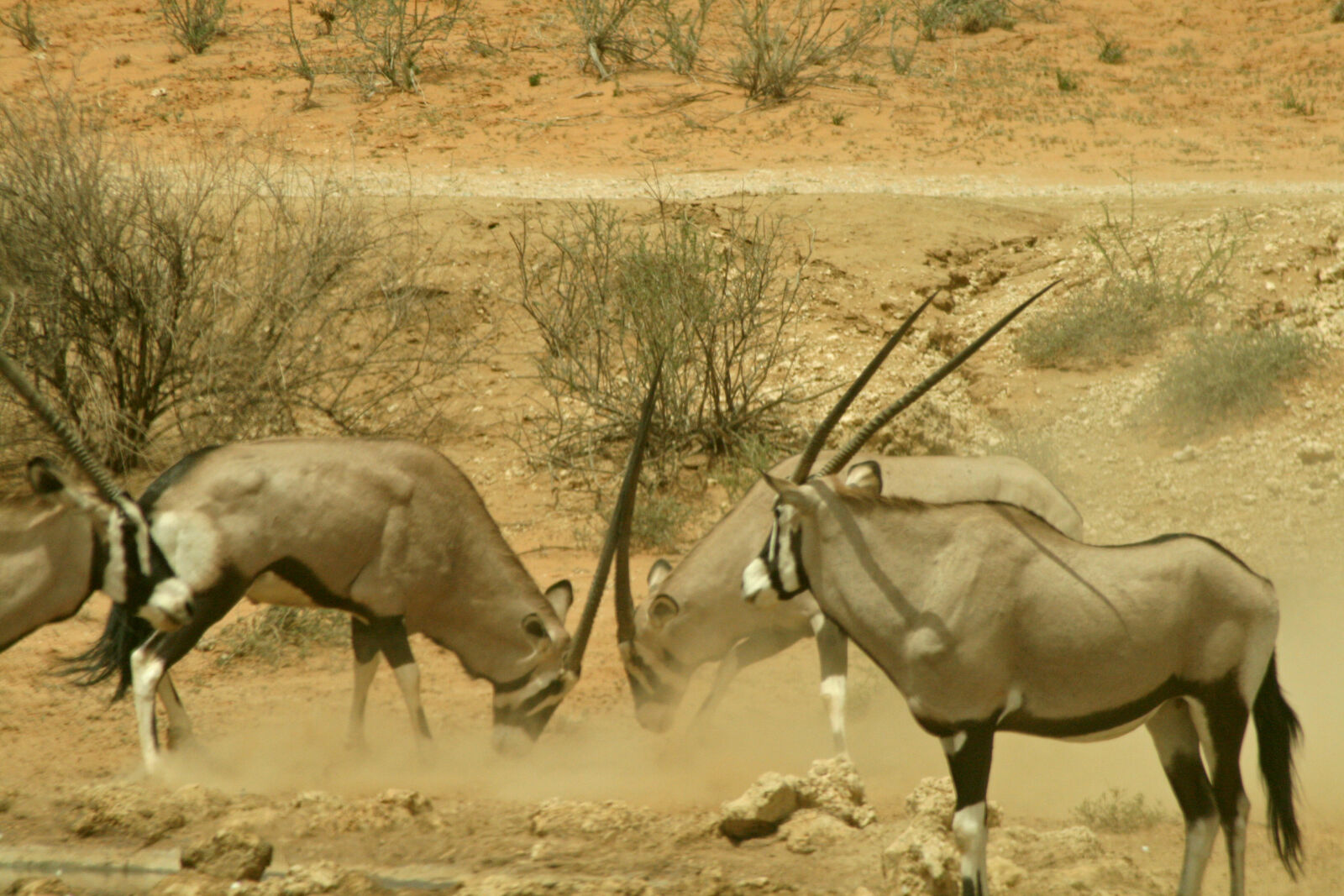 Canon EOS 400D (EOS Digital Rebel XTi / EOS Kiss Digital X) sample photo. Animals, buck, horns, desert photography