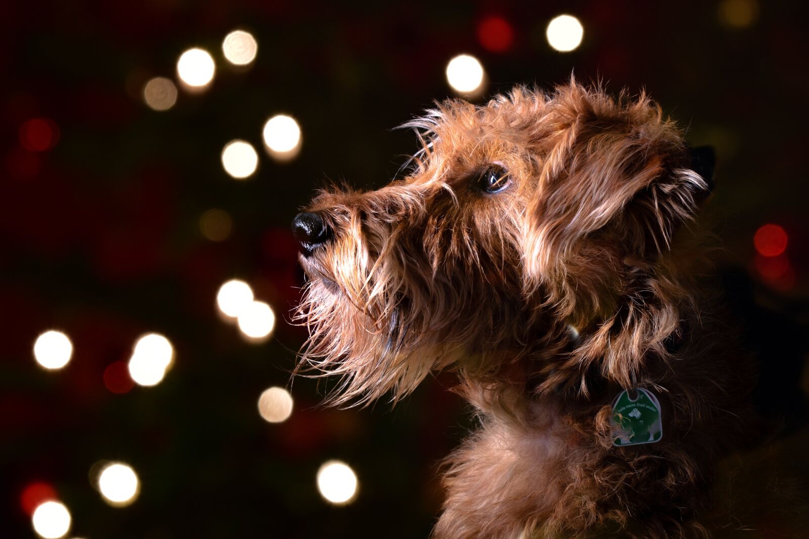Tamron SP 24-70mm F2.8 Di VC USD sample photo. Dog, bokeh, pet photography