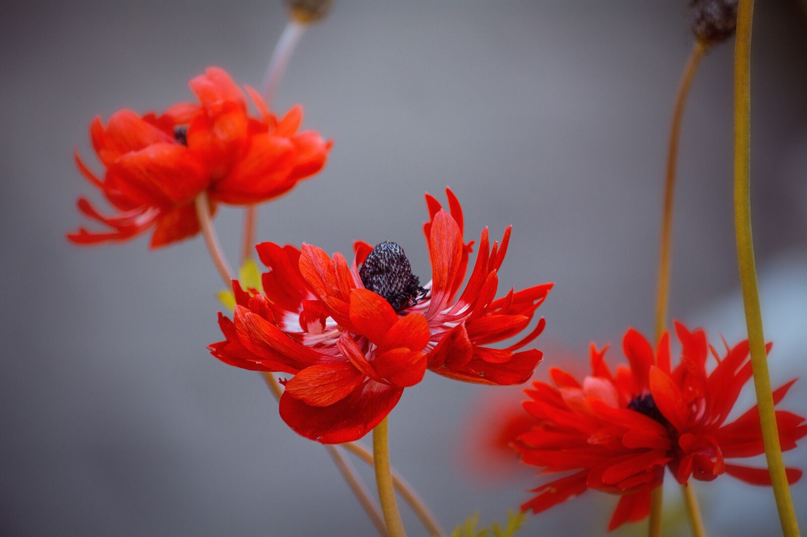 Nikon D7100 sample photo. Anemone, red, red anemone photography