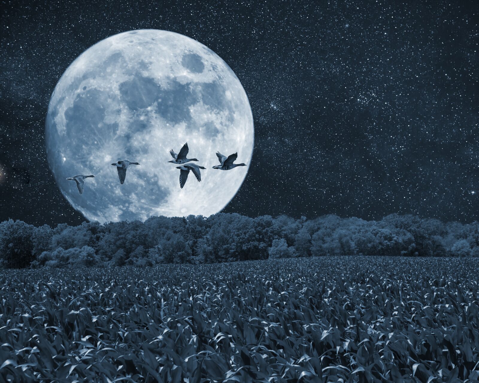 Canon EOS 5D Mark II sample photo. Night, moon, birds photography