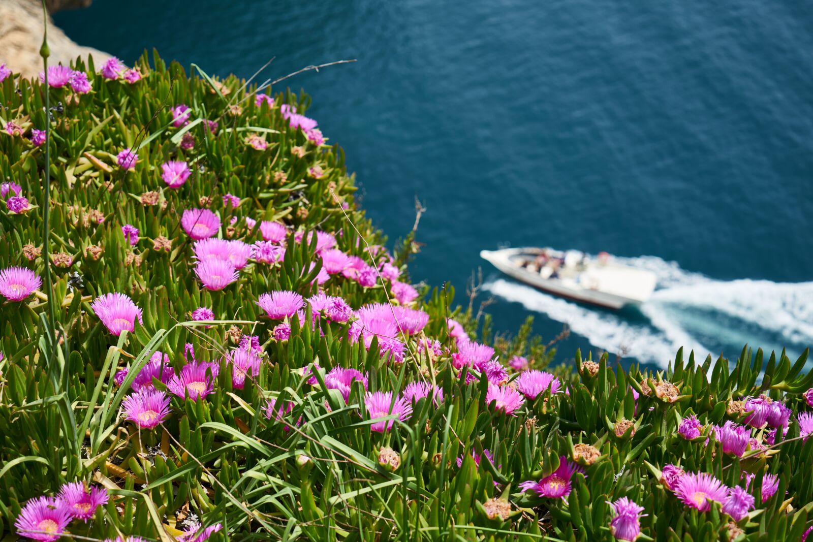 Sony a7R II sample photo. Flower, marine, boat photography