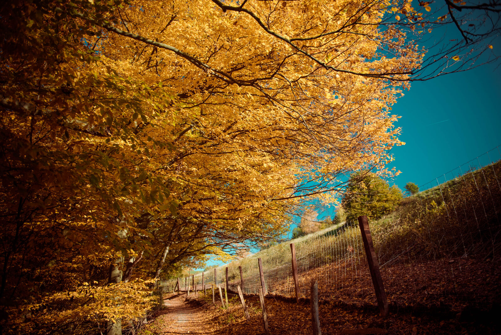 Nikon AF-S Nikkor 24-70mm F2.8G ED sample photo. Autumn, autumn, leaves, autumn photography