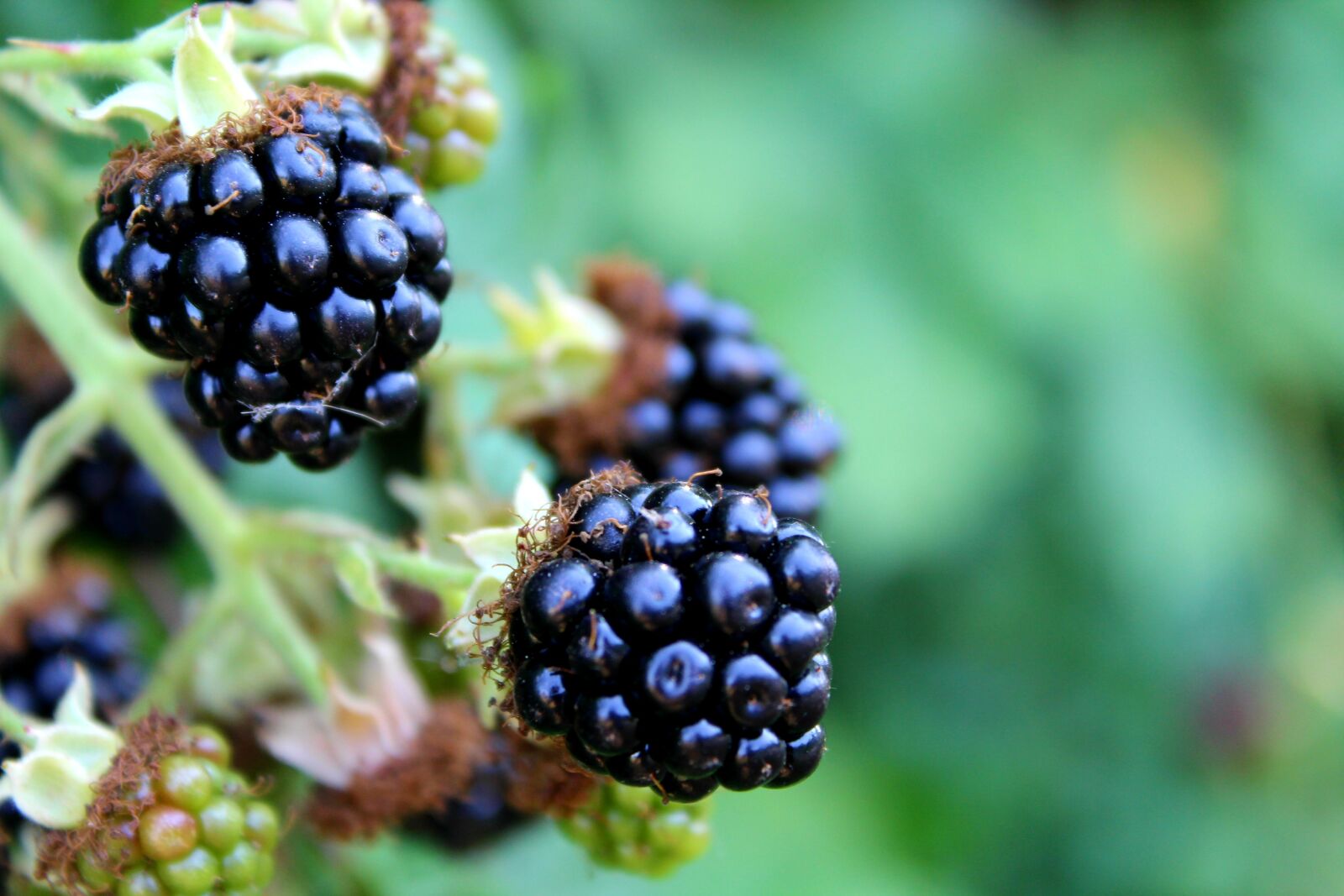 Canon EOS 1300D (EOS Rebel T6 / EOS Kiss X80) sample photo. Blackberries, burr, fruit photography