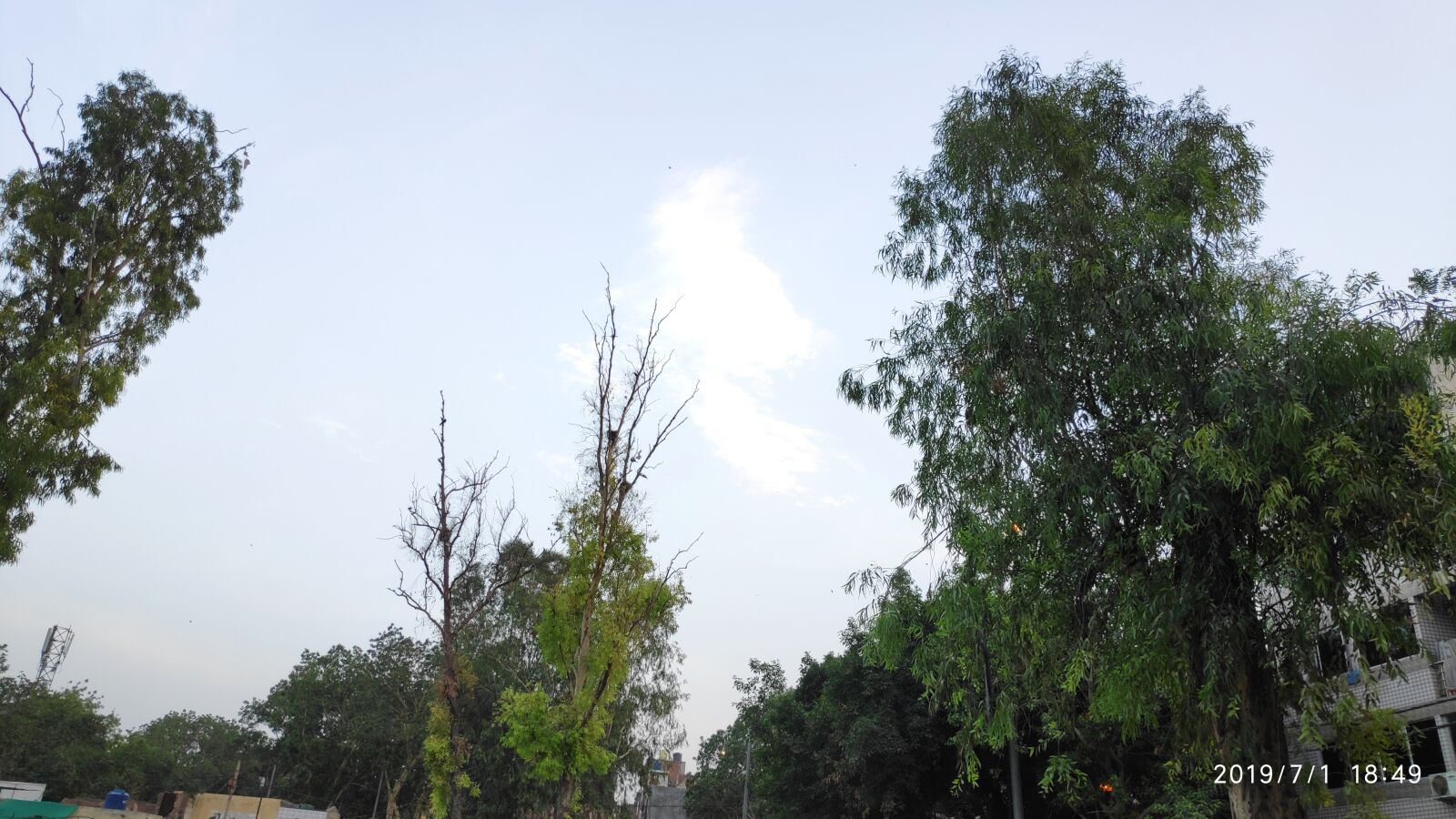 Xiaomi POCO F1 sample photo. Nature, tree, green photography