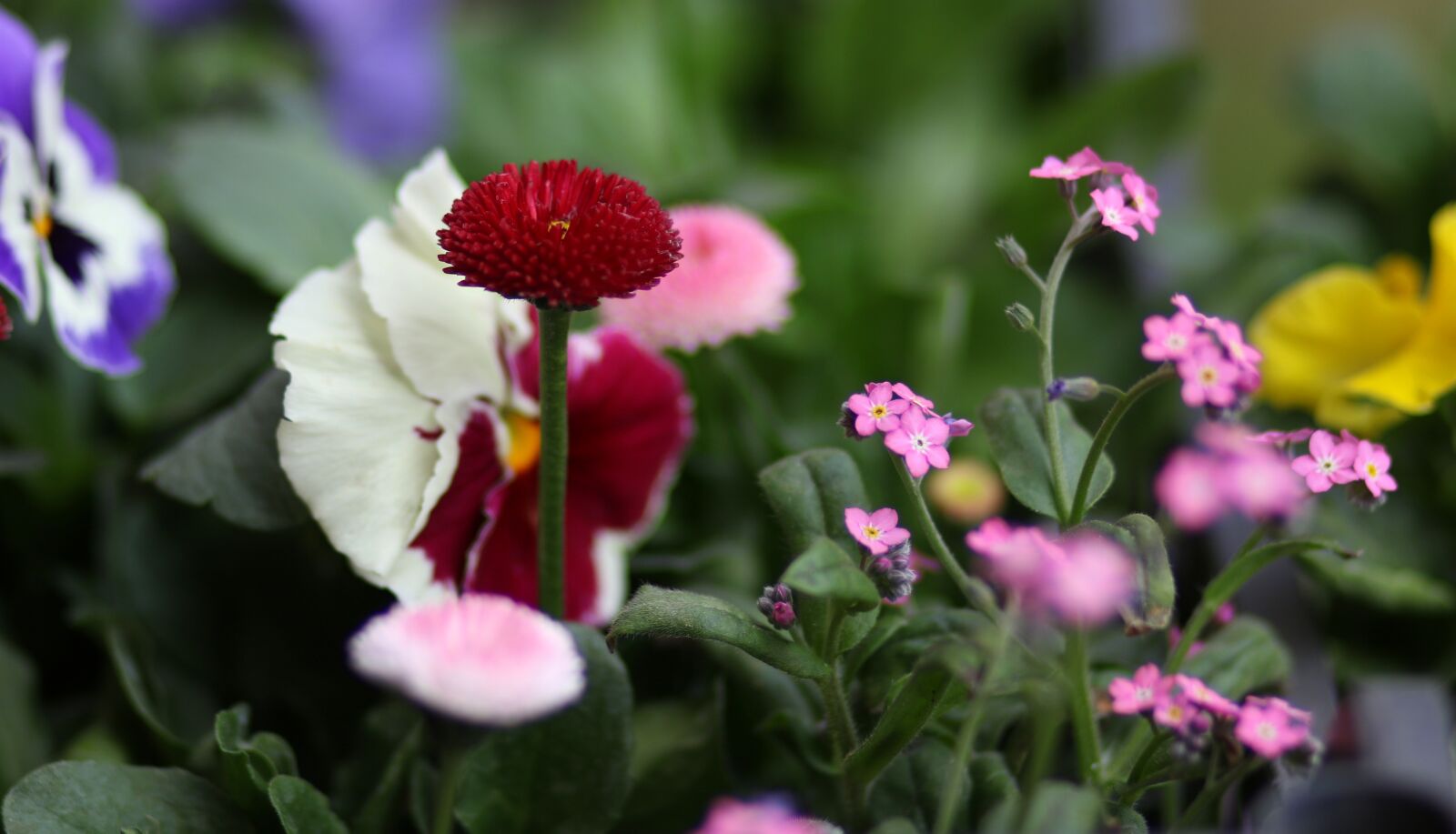 Canon EF 85mm F1.8 USM sample photo. Pansies, flowers, coloring photography