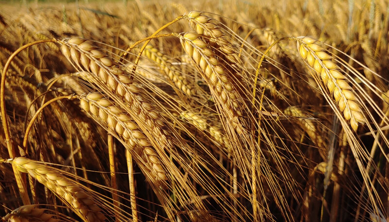 LG LM-V405 sample photo. Agriculture, barley, cereals photography