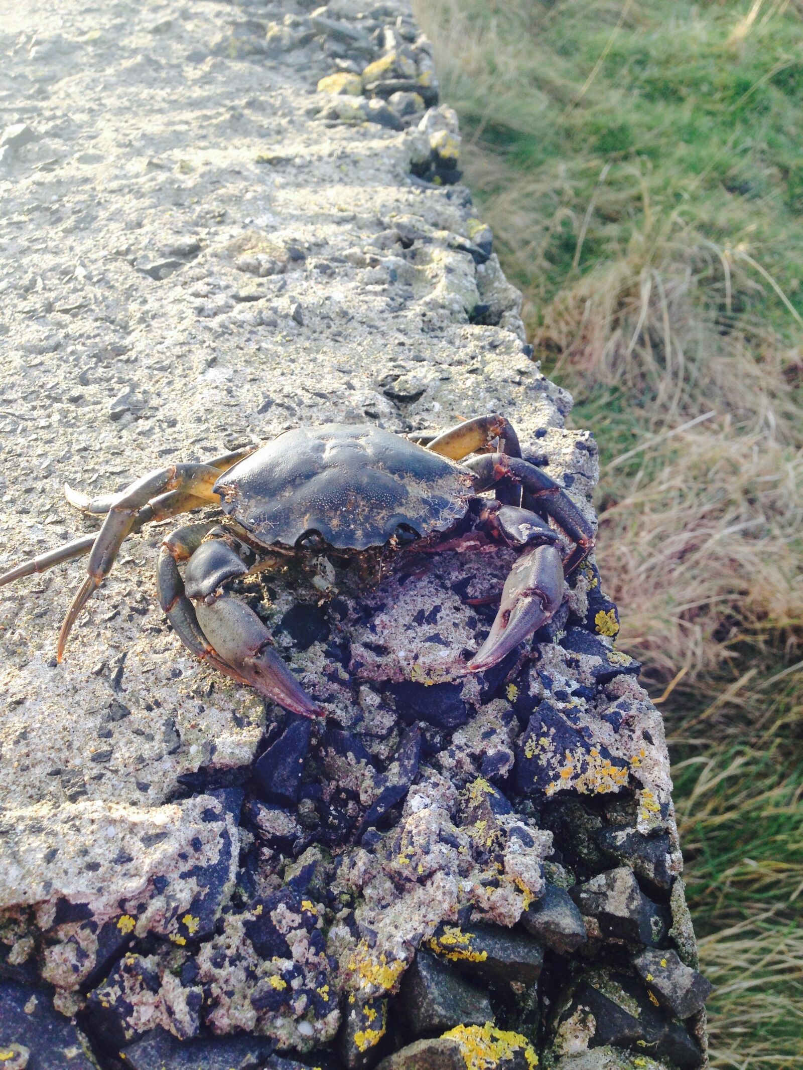 iPhone 5 back camera 4.12mm f/2.4 sample photo. Brickwall, crab photography