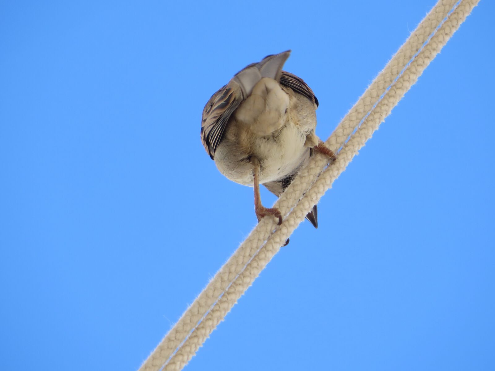 Canon PowerShot SX270 HS sample photo. Sparrow, bird, small photography