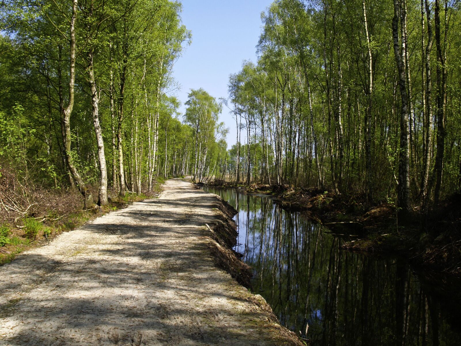 Olympus E-300 (EVOLT E-300) sample photo. Moor, water, birch photography