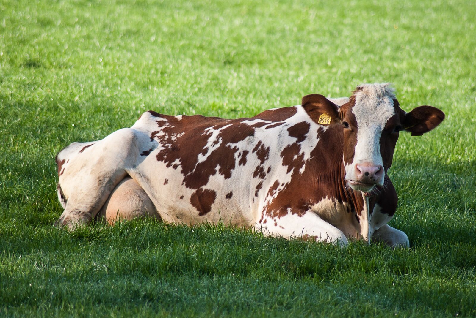 Nikon D3000 sample photo. Cow, mammals, farm photography