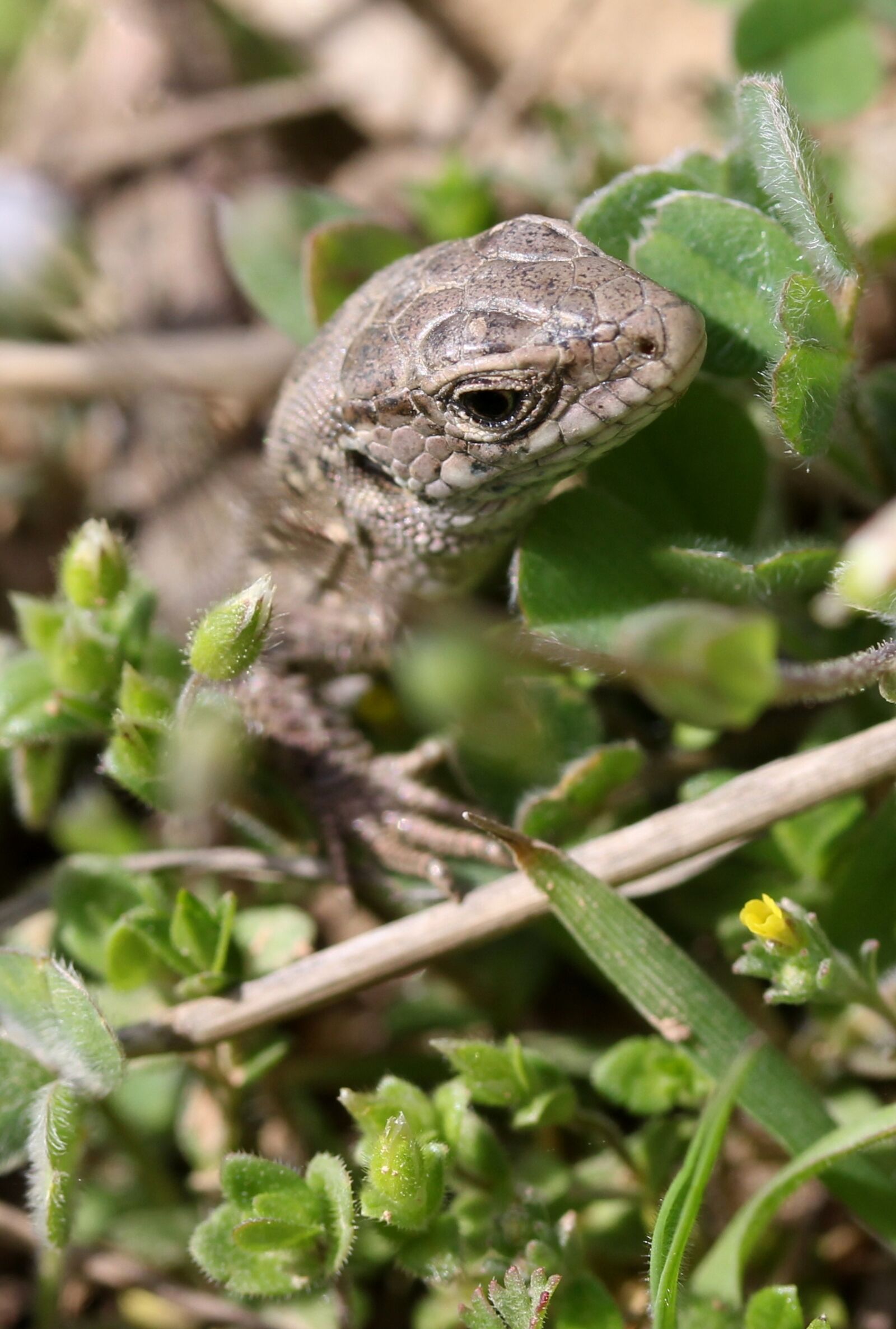 Canon EF-S 60mm F2.8 Macro USM sample photo. The lizard, reptile, hidden photography
