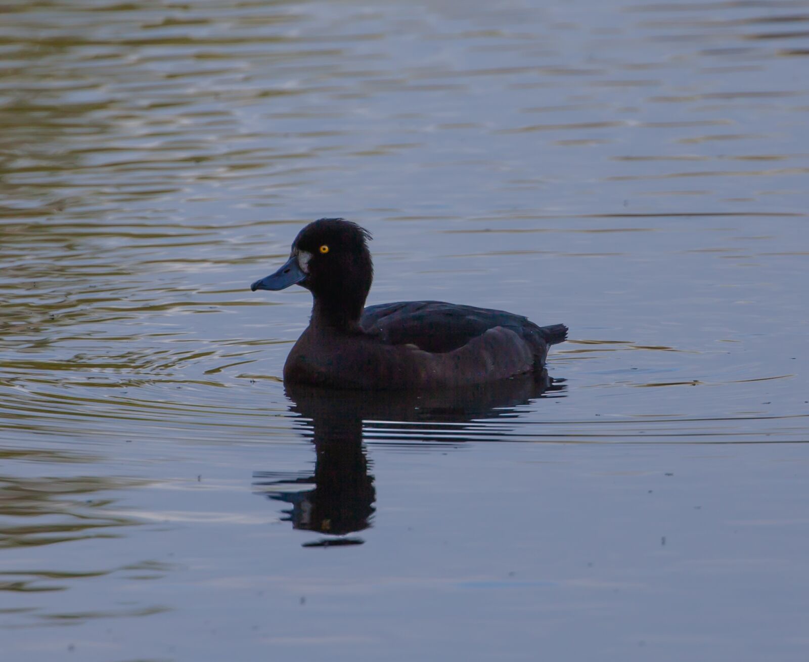 Canon EOS 5D Mark II + Canon EF 100-400mm F4.5-5.6L IS II USM sample photo. Tuffted ducks, waterfowl, sunrise photography