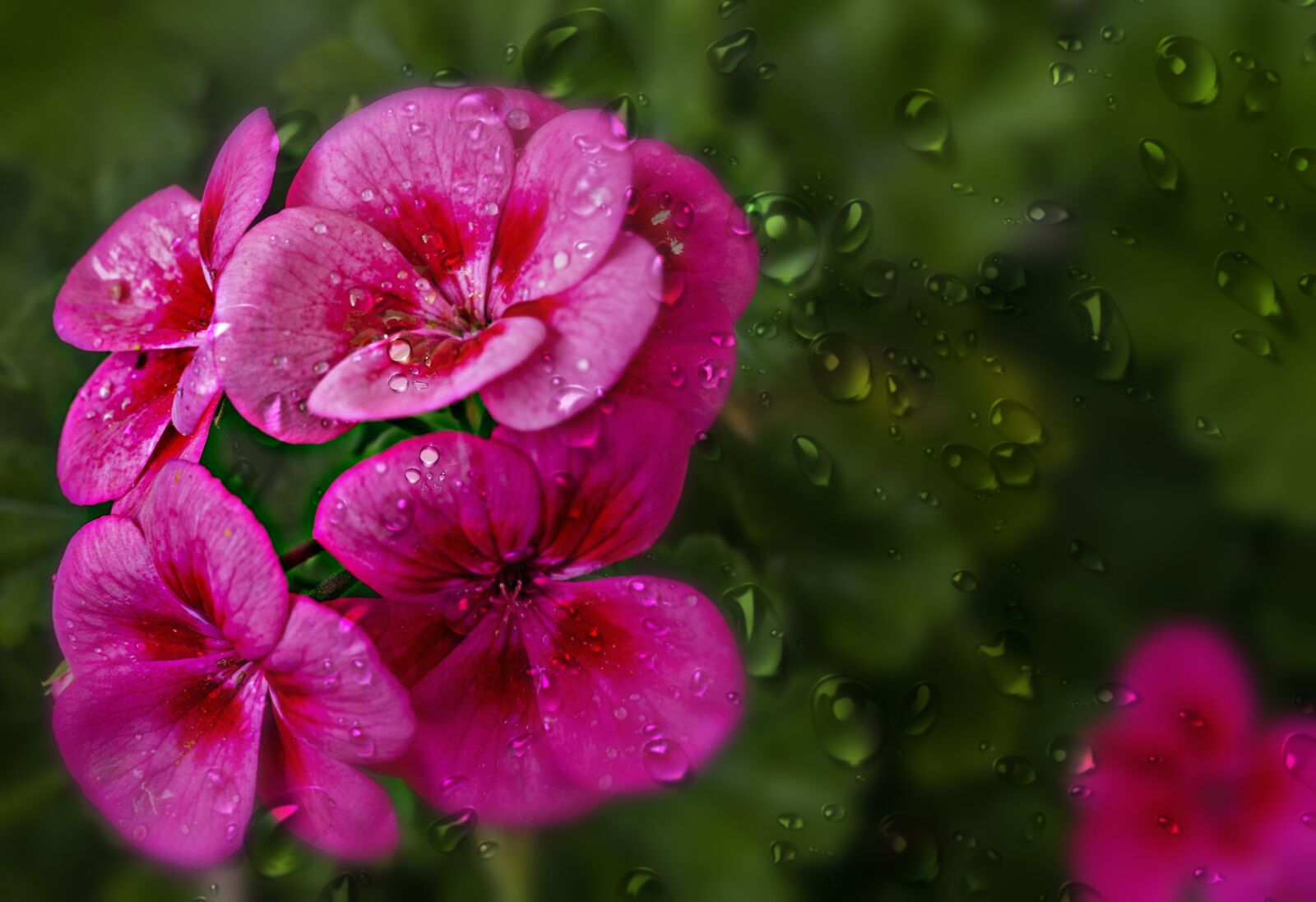 Nikon D600 sample photo. Flower, drop of water photography