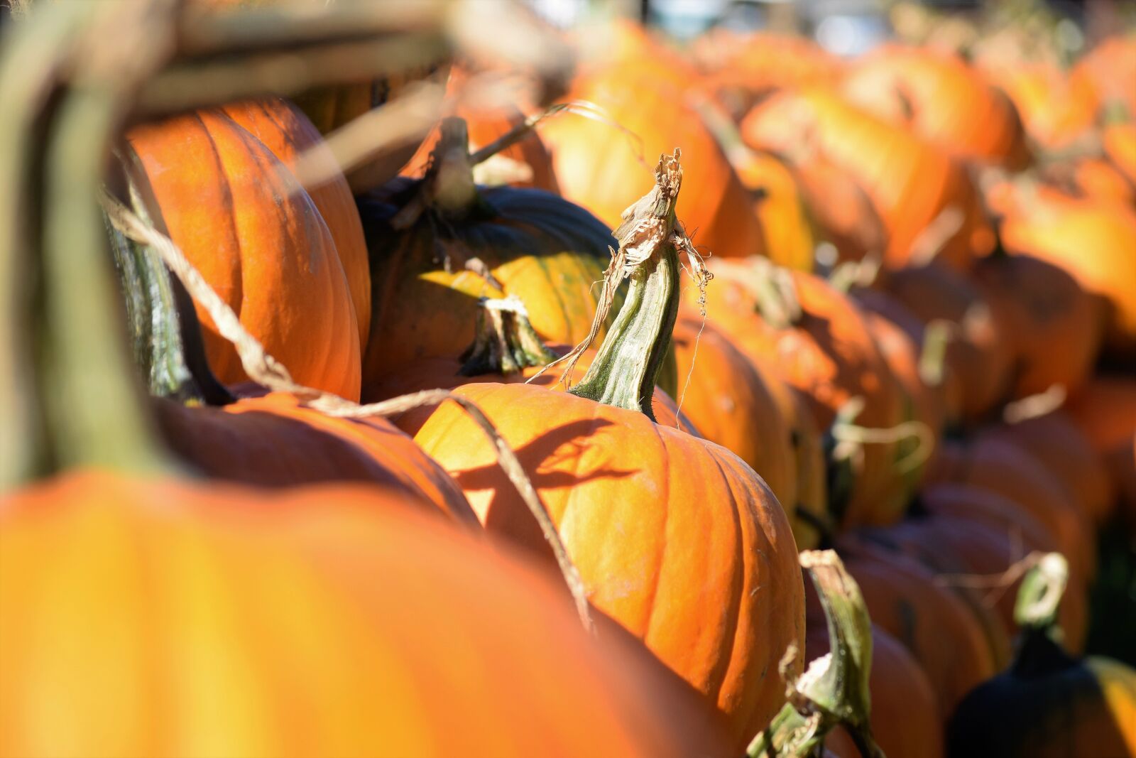 Nikon D3300 sample photo. Pumpkin, harvest, pumpkin patch photography