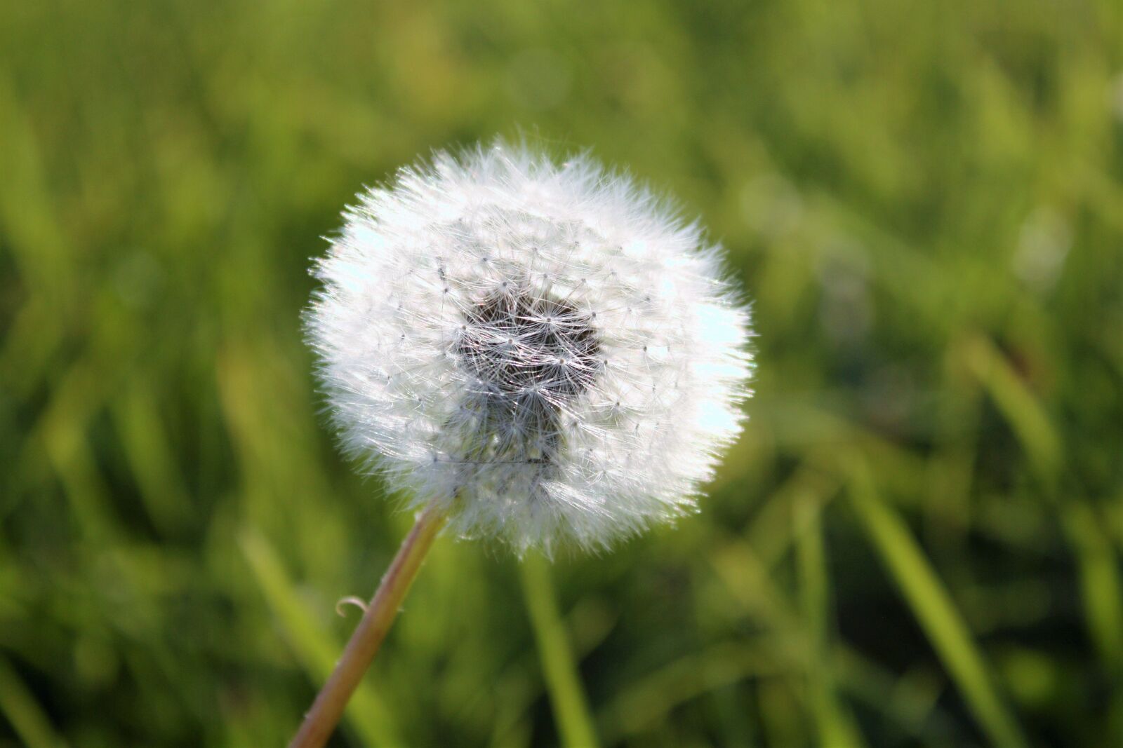 Canon EOS 450D (EOS Rebel XSi / EOS Kiss X2) sample photo. Dandelion, grass, supervisors photography