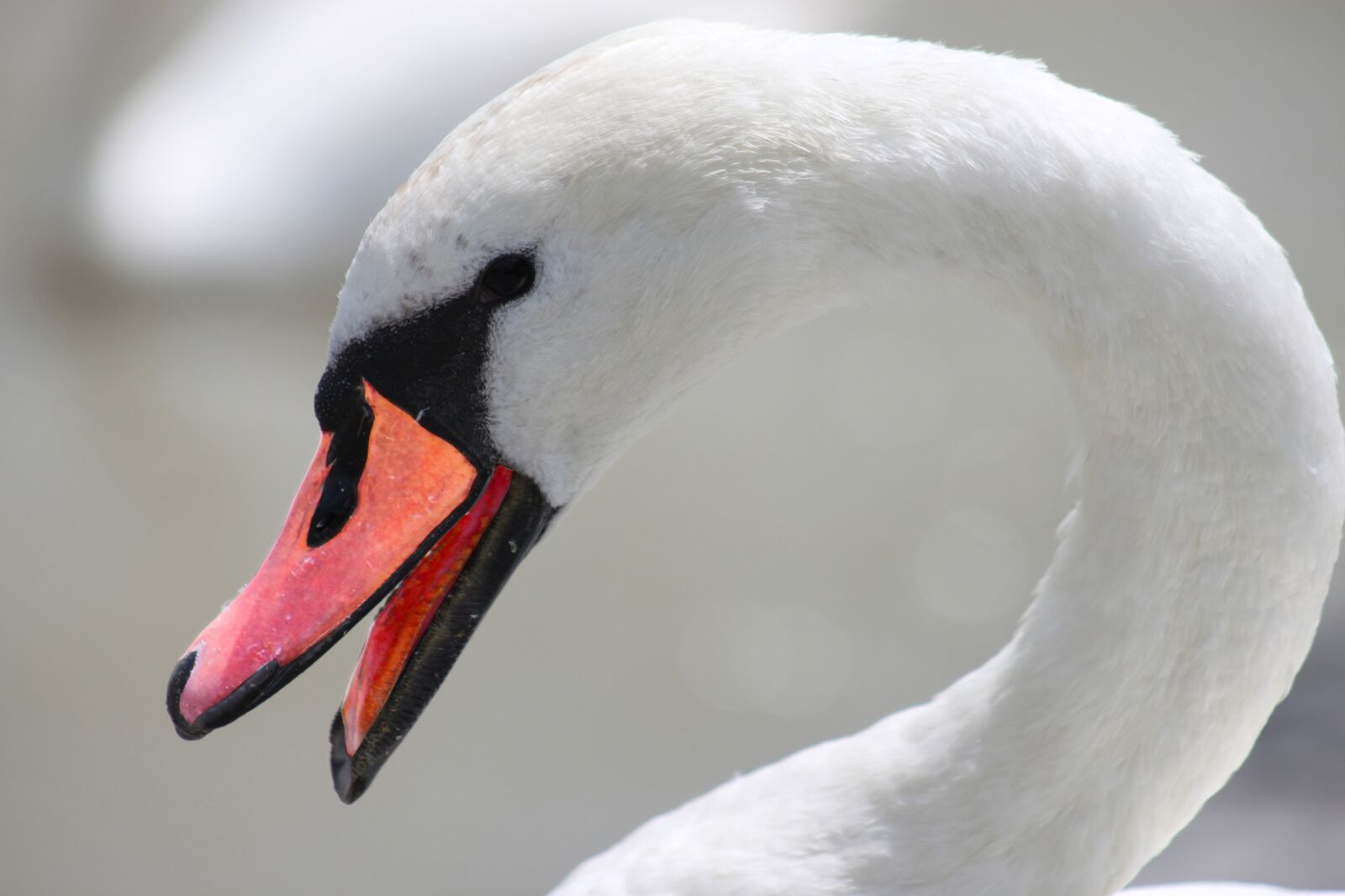 Canon EOS 500D (EOS Rebel T1i / EOS Kiss X3) sample photo. Swan, head, white photography