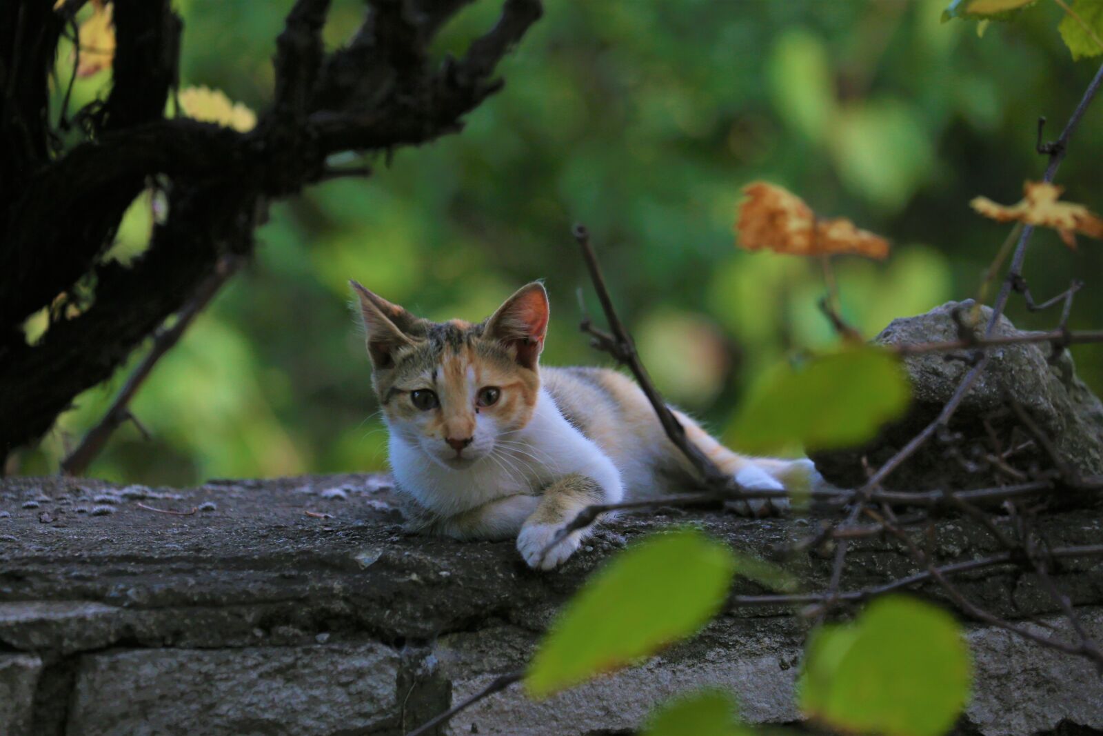 Canon EOS 5D Mark III + Canon EF 70-300mm F4-5.6L IS USM sample photo. Cat, animal, nature photography