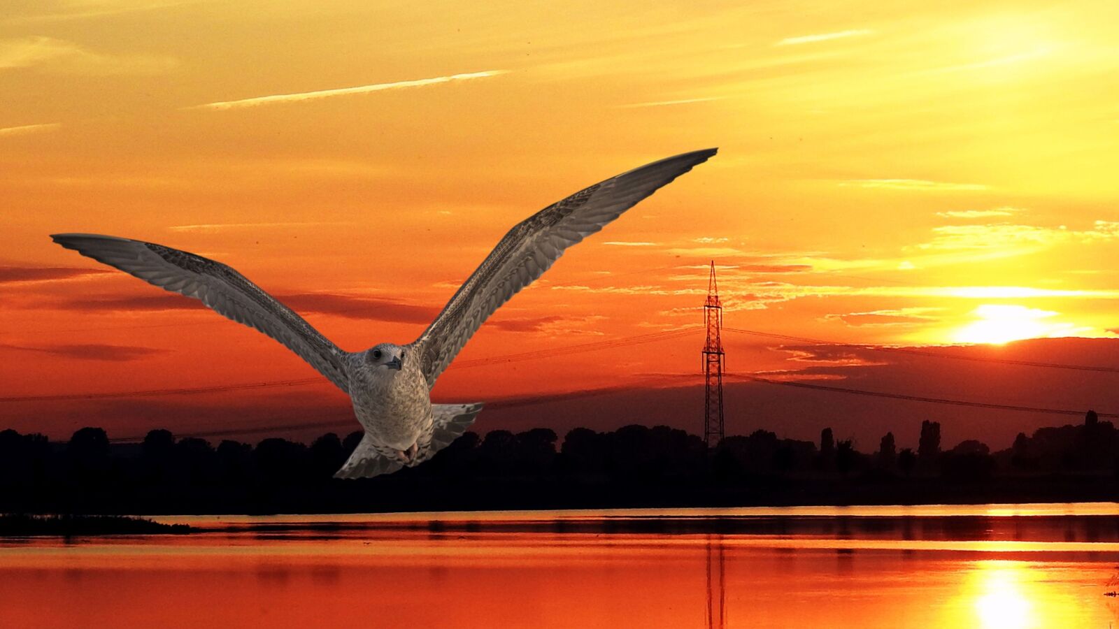 Nikon Coolpix P900 sample photo. Sunset, bird, gull photography