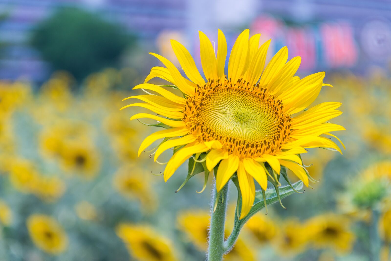 Nikon D5500 sample photo. Sunflower, yellow flowers, nature photography