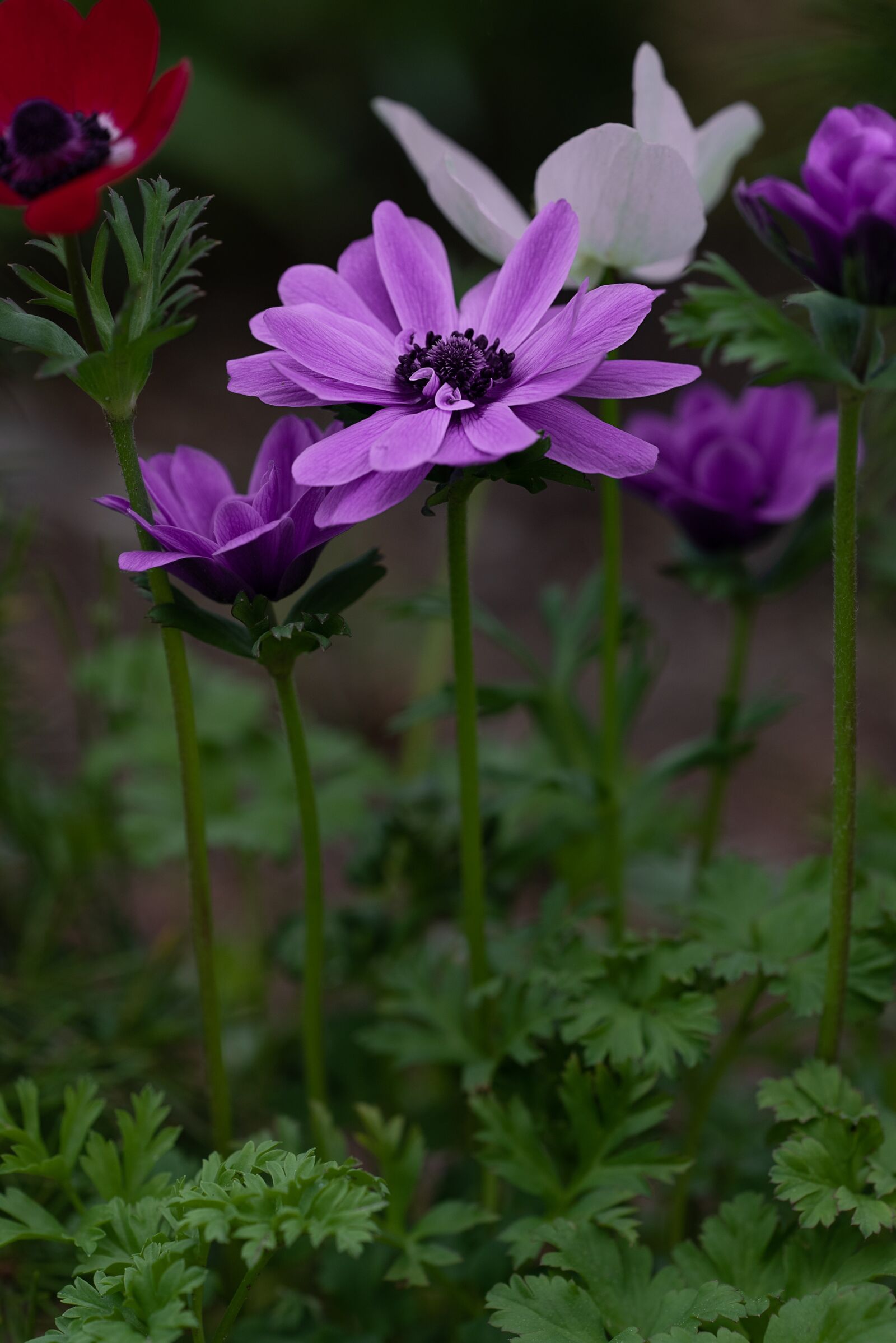 Nikon D750 sample photo. Anemone, crown anemone, flower photography