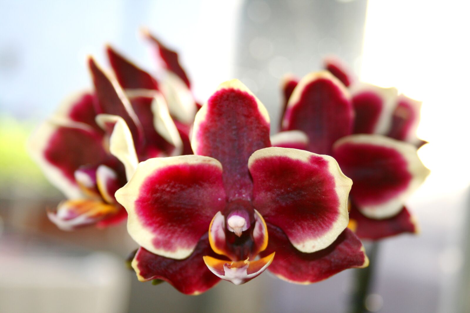 Canon EOS 400D (EOS Digital Rebel XTi / EOS Kiss Digital X) sample photo. Butterfly orchid, moth orchid photography