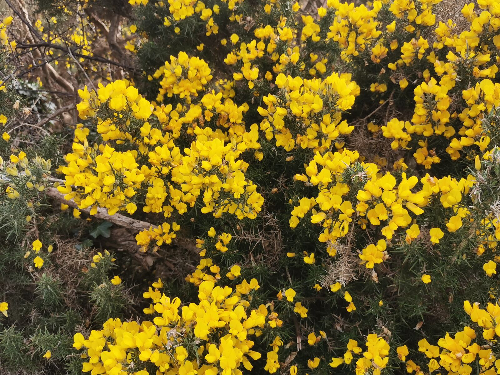 HUAWEI P30 sample photo. Yellow, gorse, ireland photography