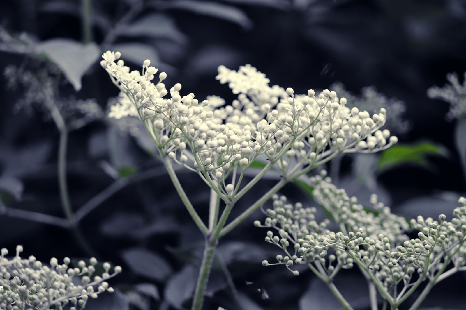 Canon EOS 200D (EOS Rebel SL2 / EOS Kiss X9) sample photo. Elder, elderflower, white photography
