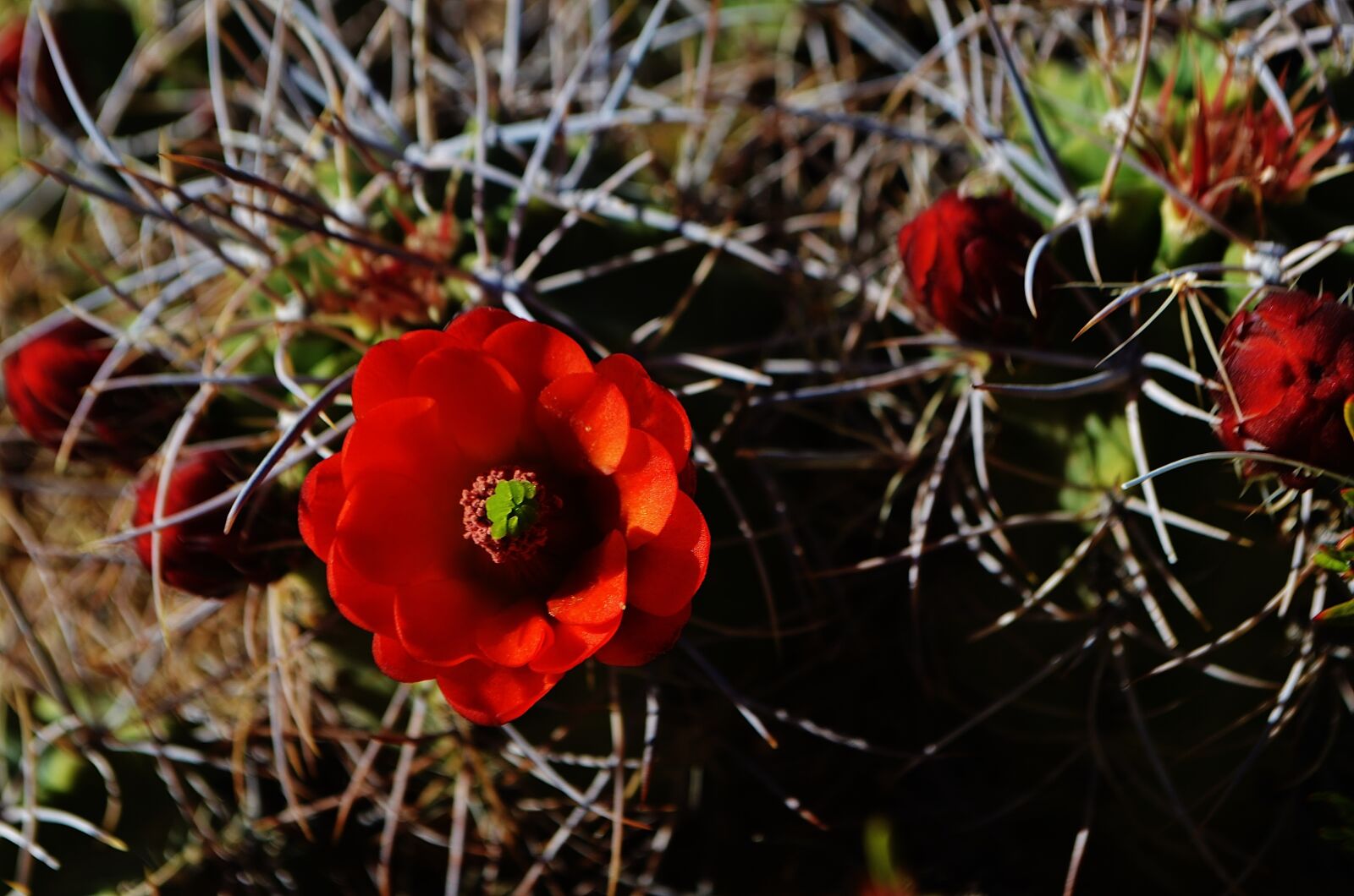 Nikon D5100 sample photo. Flowers, petals, leaves photography